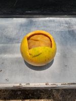 Monkey Orange oder auch Affengehirn