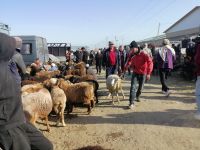 Besichtigung des Viehmarktes in Karakol