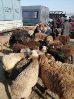 auf dem Viehmarkt in Karakol