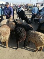 auf dem Viehmarkt in Karakol