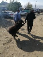 auf dem Viehmarkt in Karakol