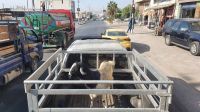 Jordanien, im Strassenverkehr