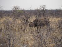 Etosha Nationalpark: Spitzmaulnashorn