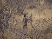 Etosha Nationalpark: Kudu