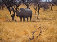 Etosha Nationalpark: Breitmaulnashorn lächelt für die Kamera