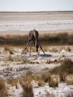 Etosha Nationalpark: Giraffe am Wasserloch