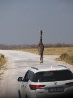Etosha Nationalpark: Stau 