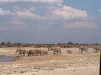 Etosha Nationalpark: Elefanten
