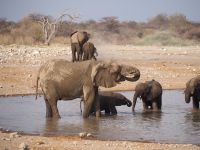 Etosha Nationalpark: Elefanten