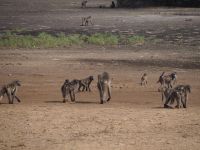 Bwabwata Nationalpark: Paviane