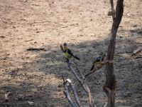 Bwabwata Nationalpark: Haubenbartvogel
