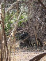 Bwabwata Nationalpark: Pavian
