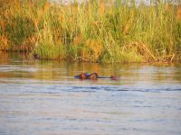 Flusspferd am Kwando