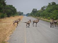 Chobe Nationalpark: Pferdeantilopen