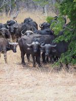 Chobe Nationalpark: Büffel