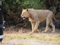 Chobe Nationalpark: Löwin