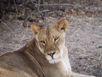 Chobe Nationalpark: Löwin