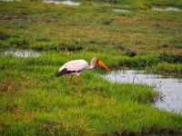 Chobe Nationalpark: Storch