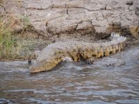 Chobe Nationalpark: Krokodil
