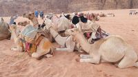 Jordanien, Wadi Rum, unsere Kamele
