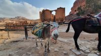 Jordanien, Petra, Esel vor dem Mädchenschloss