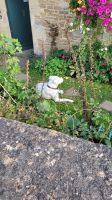135 - England, Lacock