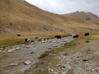 wir beobachten eine Yackherde im Bergtal Kara-Kojun