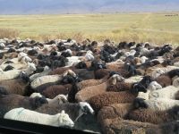 Nomaden begleiten ihre Schafherden manchmal entlang der Bundesstraße