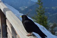 Alpendohle