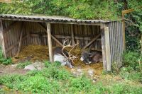 Rentiere im Freilichtmuseum Skansen