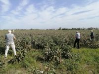 Fotostopp auf einem Baumwollefeld auf dem Weg zwischen Buchara und Chiwa