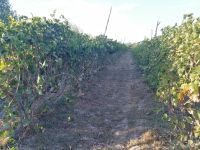 Harmonie-Pause auf einem Weinberg bei Chiwa