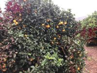 Zitrusfrüchte warten auf Erntehelfer