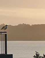 Möwe auf der Seebrücke