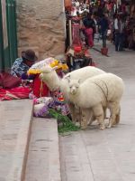 Peru - Pisac 