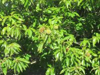 Valle d´Itria Esskastanien.JPG