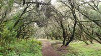 im Lorbeerwald