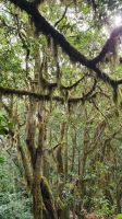 Wanderung El Cedro