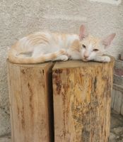 Katze faulenzt in der Altstadt