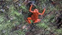 Roter Pfeilgiftfrosch
