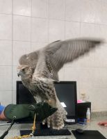 Falke in der Falkenklinik in Abu Dhabi 