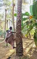 Ganz ohne Leiter und in Windeseile besteigt einer der Gärtner die Dattelpalme