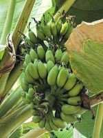 In den Hili Gärten wachsen nicht nur Dattelpalmen, sondern auch Bananen und Orangen, Al Ain