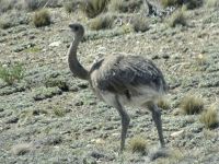 Argentinien - Strauß 