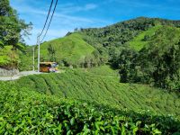 Cameron Highlands - BOH Teeplantage