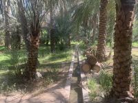 052 Oase Birkat Al Mauz (Bananensee)