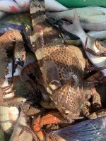 355 Barka Fischmarkt