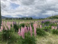 Lupinen