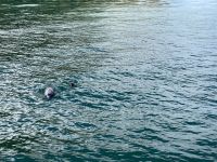 Delfinbeobachtung