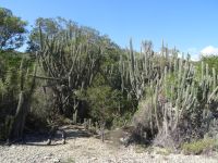 Kakteen prägen die Vegetation